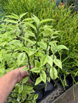 Euphorbia Tithymaloides | Devil's Backbone