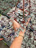 Ceropegia Woodii 'Variegata' | String of hearts