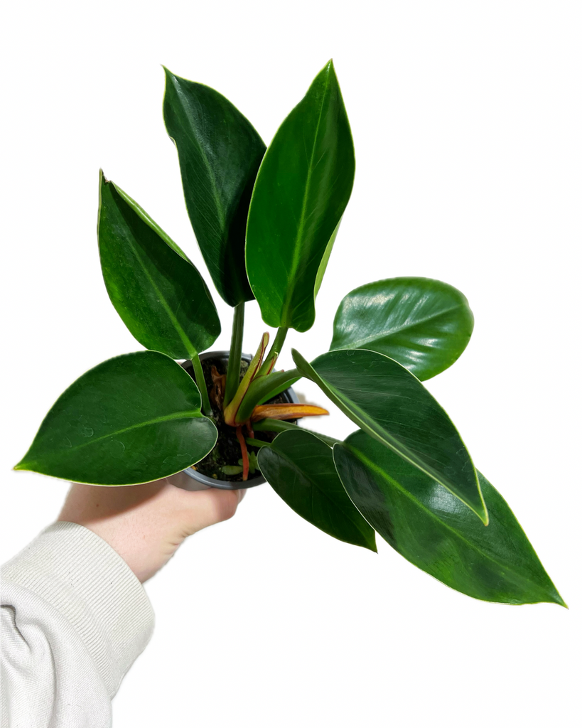 philodendron thai congo Philodendron Thai Congo 'Green'