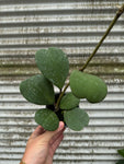 Hoya Kerri