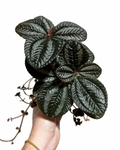 Pilea Spruceana 'Norfolk'