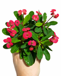 Euphorbia Milii | Crown of thorns