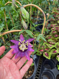 Passiflora Violacea 'Victoria' | Passion Flower