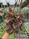 Episcia 'Strawberry Fields'