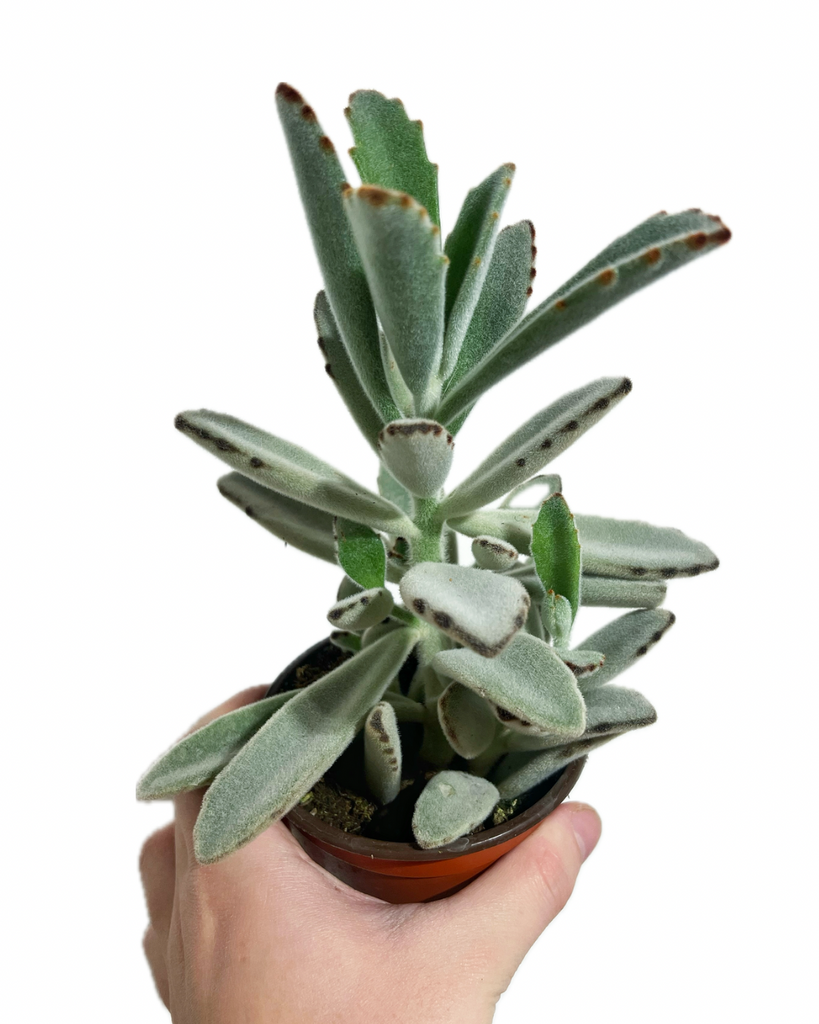 succulent hairy Kalanchoe Tomentosa 'Hairy Harry'
