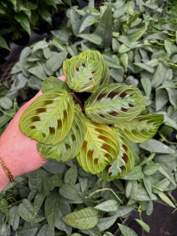 Maranta 'Black Band'
