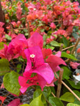 Bougainvillier 'Rose'