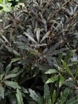 Plerandra Elegantissima