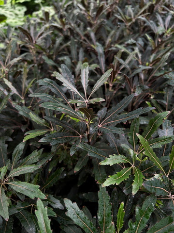 Plerandra Elegantissima
