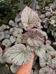 Bégonia Rex 'Silver Dollar'
