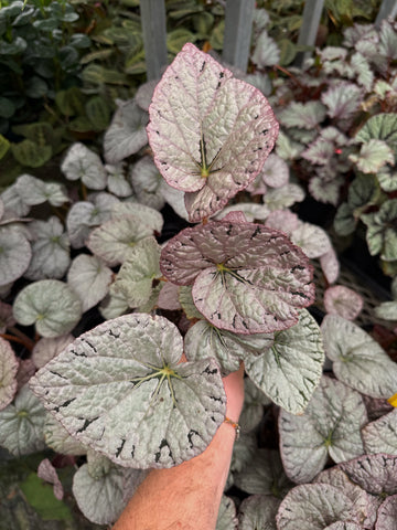 Bégonia Rex 'Silver Dollar'