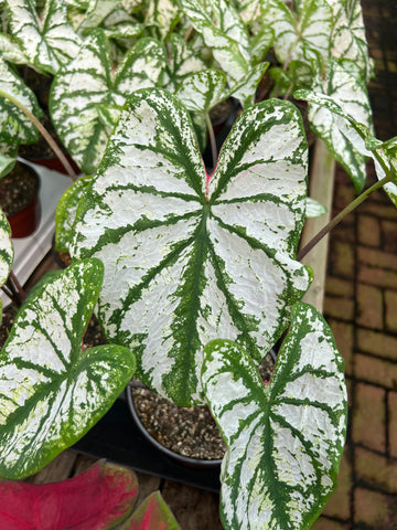 Caladium Hortulanum 'Candidum'