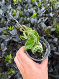Hoya Carnosa Compacta Variegata |  Hoya Hindu Rope