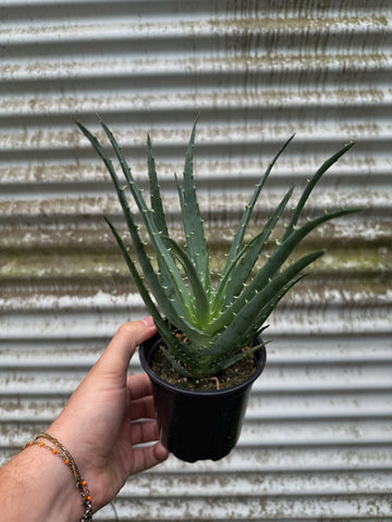 Aloe 'Mohawk'