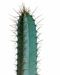 Cereus Forbesii | Cactus