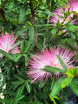 Calliandra Brevipes 'Pink Lilian' | Pink Powderpuff