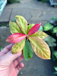 Pereskia Aculeata 'Godseffiana'