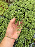Senecio Rowleyanus Variegata | String of Pearls variegated