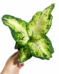 Dieffenbachia 'Amy'