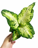 Dieffenbachia 'Amy'