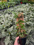 Vanilla Planifolia | Vanilla