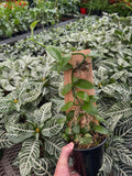 Vanilla Planifolia | Vanilla
