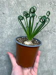 Albuca Spiralis | Frizzle Sizzle