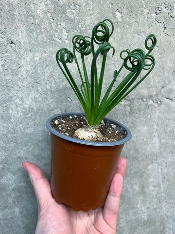 Albuca Spiralis | Frizzle Sizzle