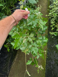 Cissus Rhombifolia