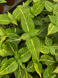 Iresine 'Blazin' Lime'