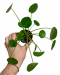 Pilea Peperomioides | Plante porte-bonheur