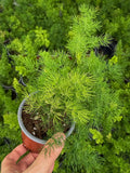 Asparagus Myriocladus