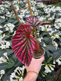Begonia Rex 'Brevirimosa' | Bégonia