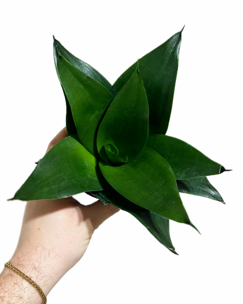 black jade snake plant Sansevieria Hahnii 'Jade'