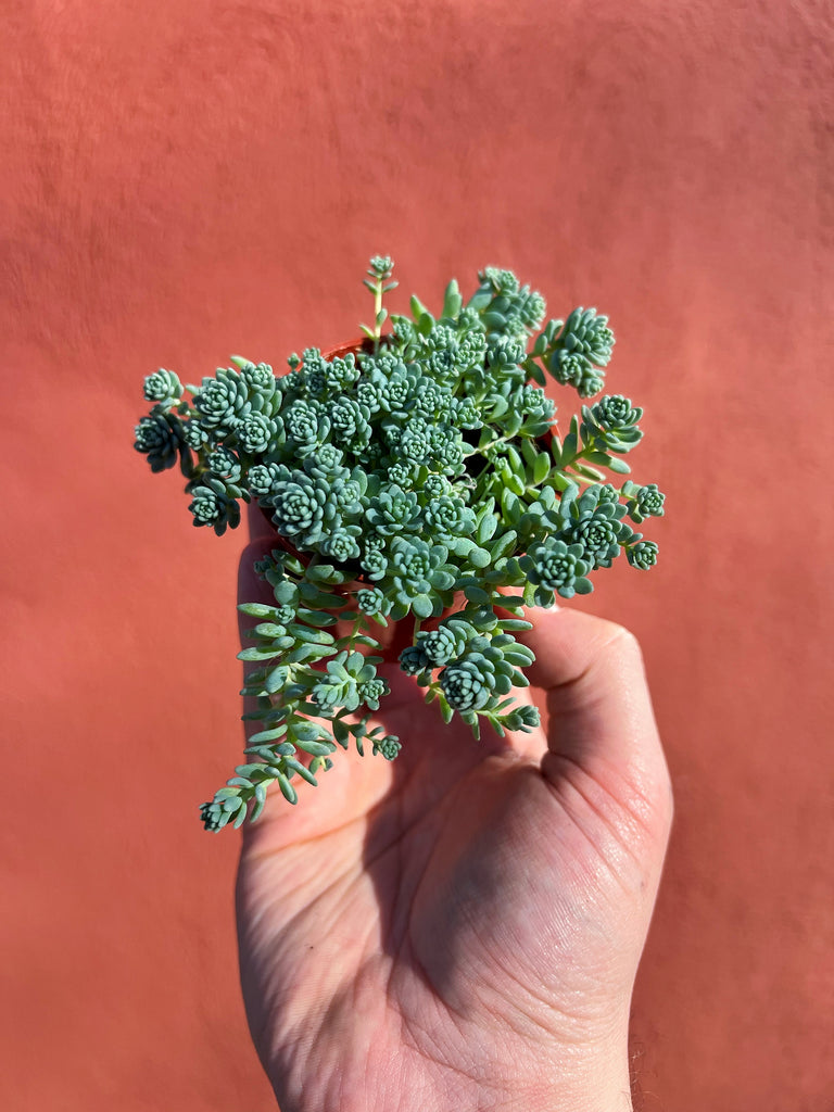 sedum major succulent Sedum Dasyphyllum 'Major'