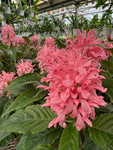 Justicia Carnea | Brazilian Plume