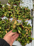 Hoya Burtoniae Variegata