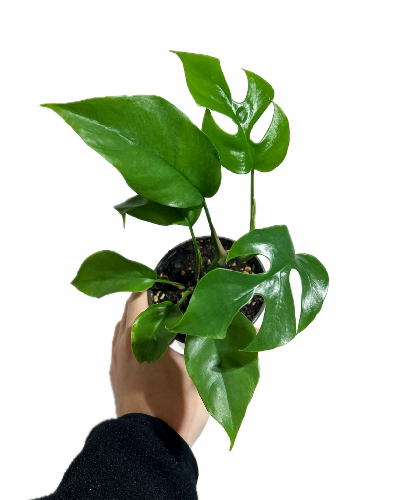 difference between monstera deliciosa and rhaphidophora tetrasperma Rhaphidophora Tetrasperma