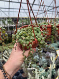 Peperomia Prostata | Chaîne de tortues | String of Turtles