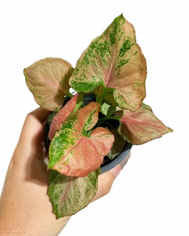 Syngonium Podophyllum 'Pink Flecked'