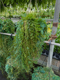 Selaginella Uncinata | Peacock Moss