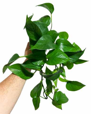 Epipremnum Aureum 'Jade' | Pothos 'Jade'