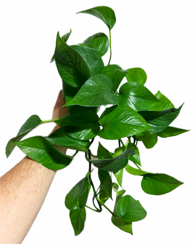 jade vs emerald pothos Epipremnum Aureum 'Jade'