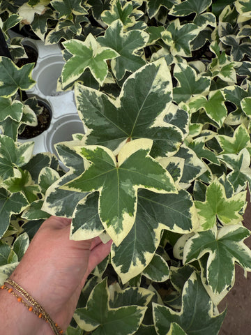 Fatshedera Variegated 'Pia'