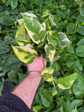 Epipremnum Aureum 'Lemon Meringue' | Pothos 'Lemon Meringue'