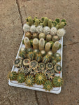 Mix Catus 'MINI'