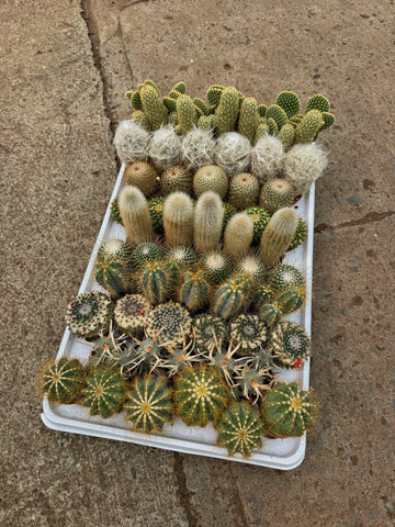 Mix Catus 'MINI'