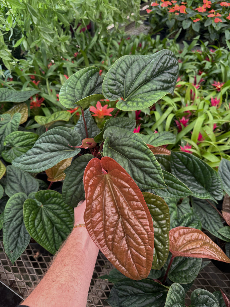 anthurium radicans Anthurium Radicans x Luxurians