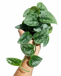 Scindapsus Pictus 'Silvery Ann' |  Pothos argenté