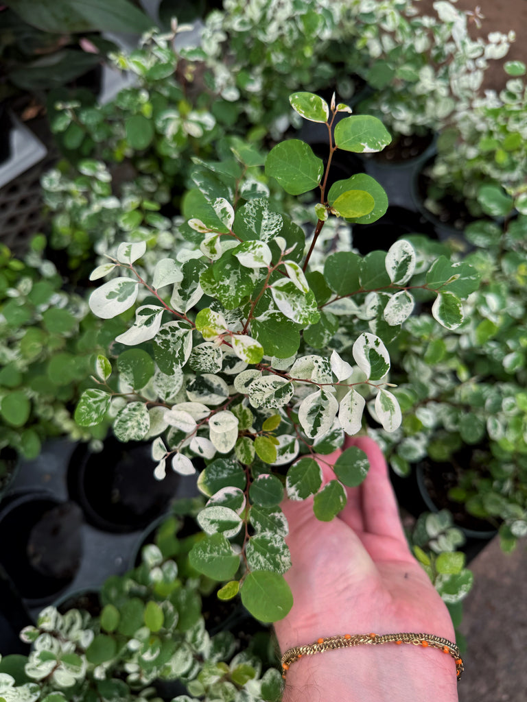 snow bush indoor plant Breynia Disticha 'Snow Bush' – Végétal Design Qc